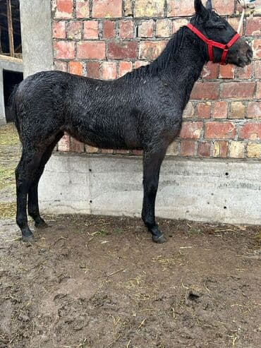 Продаю | Жеребенок | Для разведения | Племенные at lalafo.kg Продаю | Жеребенок | Для разведения | Племенные
