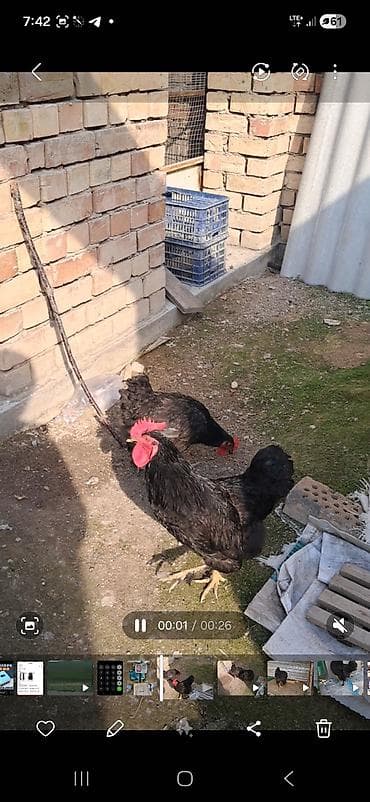 бройлеры цеплята: Продаю | Куры | Для разведения — 2