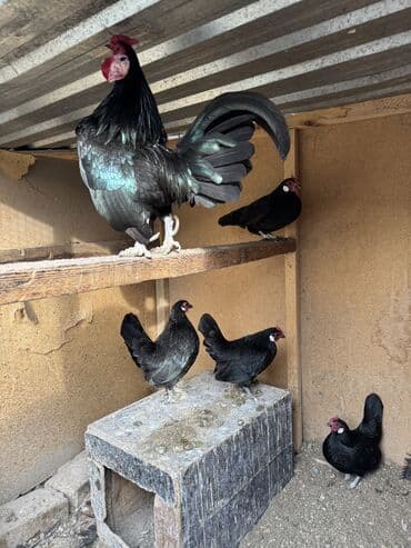 куры цыпляты: Продаю | Куры, Петух — 1