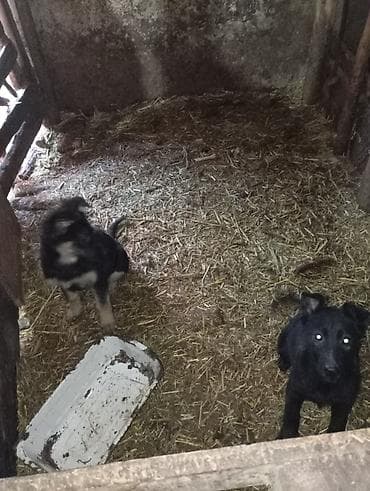 собаки бишкек: Авчарка кучуктор 3-жарым ай болду прививкаланган 2-ургачы Кучук калды — 4