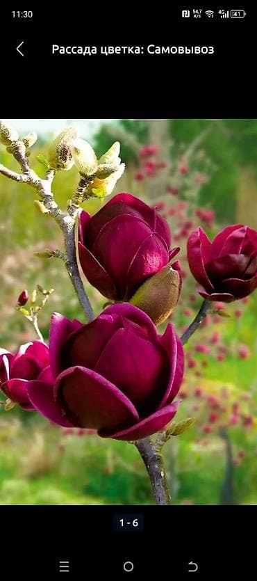 магнолия саженцы: САЖЕНЦЫ САМШИТЫ саженцы кустарников саженцы магнолии саженцы олеандра — 4