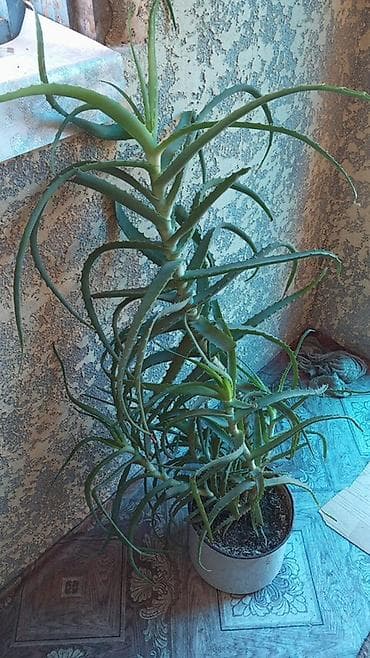 Алоэ древовидное (Aloe arborescens) в Белаводск . 7 лет растили - — 1