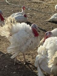 собака охотничий: Продаю | Индюшка (самка) | Бройлерная | На забой | Племенные — 10