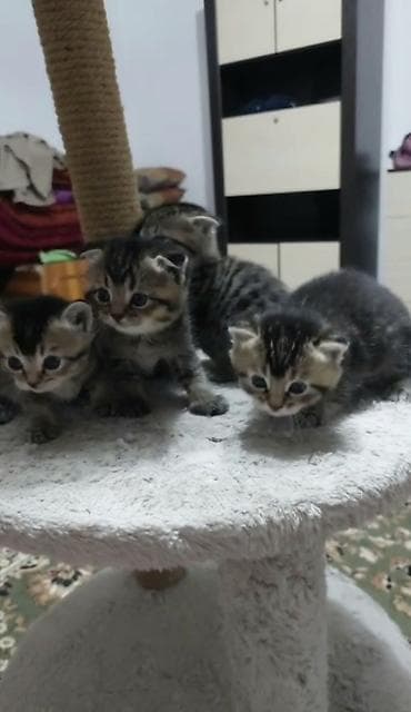 cat sofa: Продаются котята шотландской вислоухой кошки. Заходи! Возраст: 1 месяц — 2