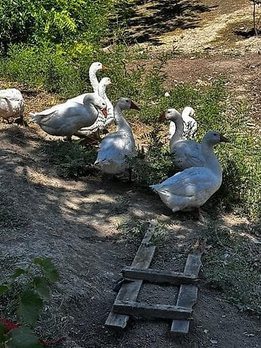 сони грей: Домашние гуси - Порода: белые сельские (крупные, с оранжевым клювом и — 2