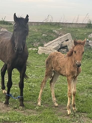 үй жаныбарлары: Сатам | Бээ (ургаачы) | Көбөйтүү үчүн — 6