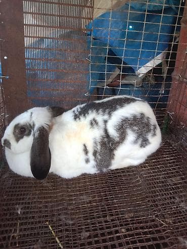крематорий для животных бишкек: Продаётся кролик самка — 1