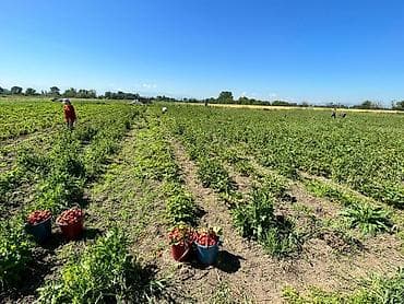 нета с: Свежая фермерская клубника оптом - Сезонная ягода, выращенная на — 2