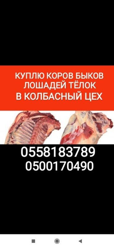 купить рыбу в аквариум: Куплю | Коровы, быки, Лошади, кони, Другие с/х животные | Круглосуточно, Любое состояние, Забитый — 1