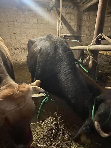 кой сойу: Продаю | Бык (самец) | Привязанные — 5