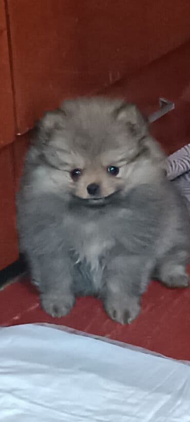 карликовый померанский шпиц цена: Шпиц, 2 месяца, Самец — 6