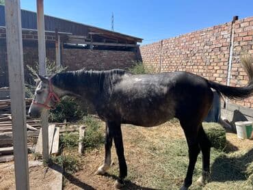 фазан золотой: Сатам | Жылкы (эркек) | Англиялык, Араб | Көбөйтүү үчүн, Ат спорту — 3