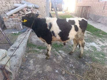 щенки стаффордширского терьера: Продаю | Бык (самец) — 1