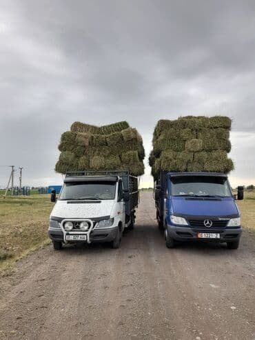 продажа домашних животных: Горный сено
Клевер 🍀 Тоо чоп — 4