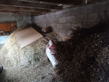 продаю дом бишкек квартира: Времянка, 53 м², 3 комнаты, Собственник — 17