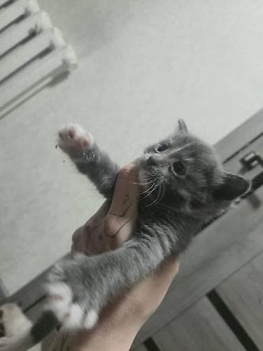 коты город ош: Котята, домашние, ласковые. Смешаны с Мейкуном Особенности: - — 4