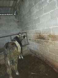 Иттер: Сатам | Бука (эркек) | Швиц | Асыл тукумдуу — 4