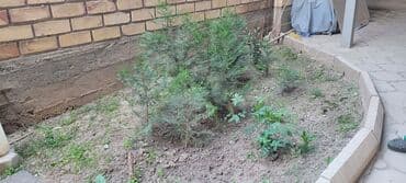 Саженцы деревьев: Ели