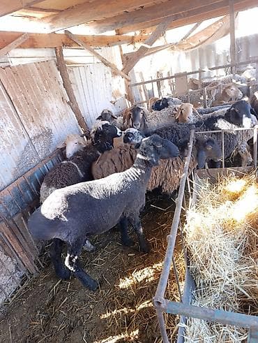 яг як: Продаю | Овца (самка) | Полукровка | Для разведения | Матка — 2