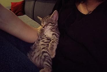 Другие животные: Котёнок полосатый (серо-коричневый табби) с белой грудкой и животиком — 5