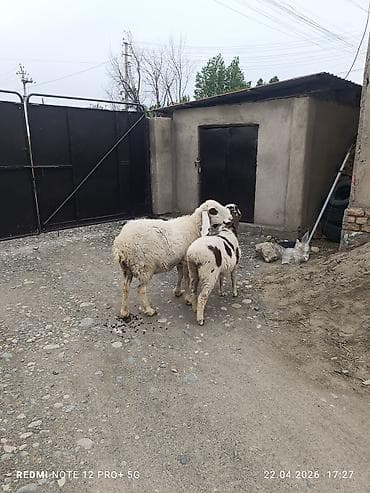 парода малдар: Продаю | Овца (самка) | Для разведения — 1