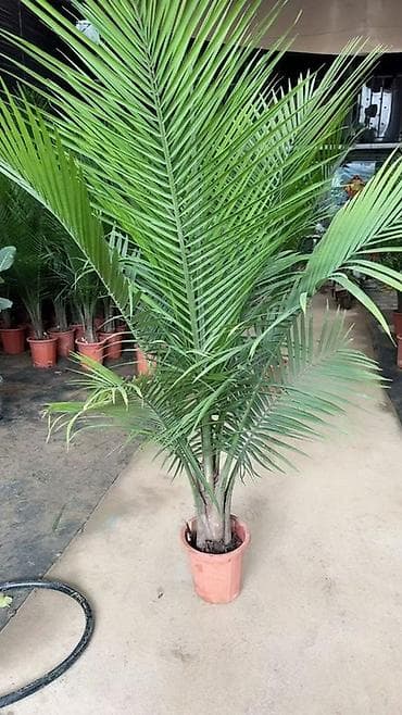 аквариум с рыбками купить: Принимаем заказы на огромные растения🌴есть услуга пересадки и уход за — 4