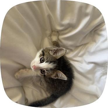 лоток для кошек: Беспородная, 3 месяца, Мальчик — 1