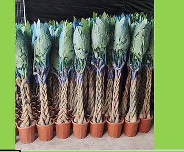 grass химия: Доставка по городу бесплатно 🪴 Для офисов,салонов и коммерческий — 5