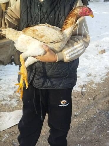 дакан: Продаю | Куры | Бойцовая | Для разведения — 2