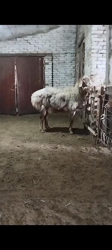 афган кой: Продаю | Баран (самец) | Арашан | Для разведения | Осеменитель — 1