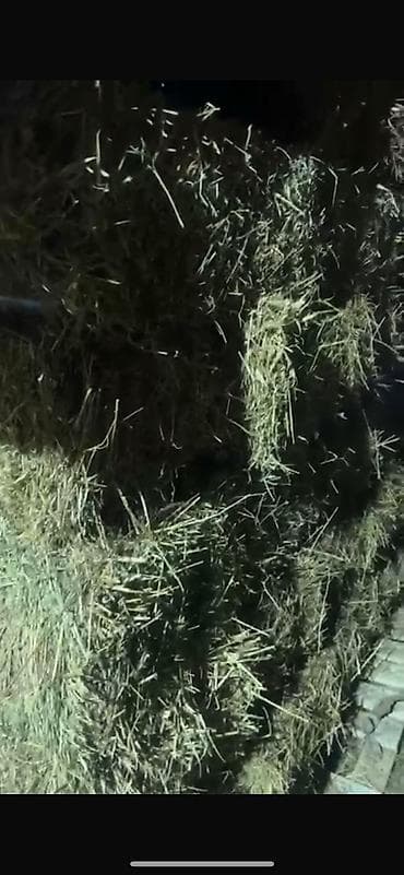 Кошки: СРОЧНО БЕДЕ ЧОП ПРОДАЮ ЦЕНТР ГОРОДА ЕСТЬ 20-25тюк по 340с отдам — 2