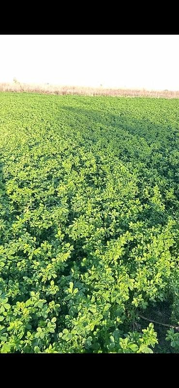 жугору местный: Семена кормовых растений: Люцерна — 1