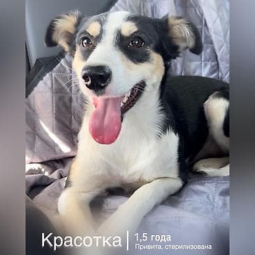 Ит бекер берилет: Жөнөкөй ит, 1 жаш, Ургаачы, Эмделген