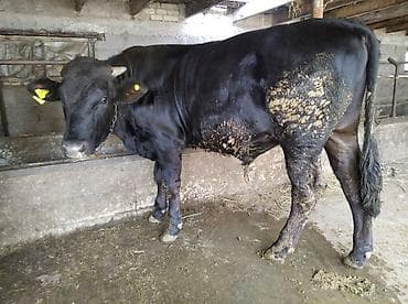 жапалак птица: Сатам | Бука (эркек) | Көбөйтүү үчүн | Байланган — 2