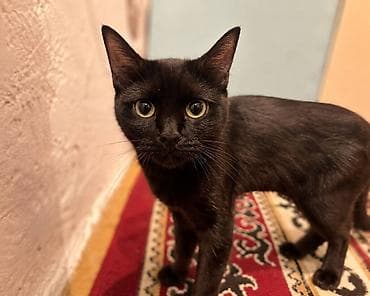 Кошка даром: Сиамская, 1 год, Девочка, Приучена к лотку — 3