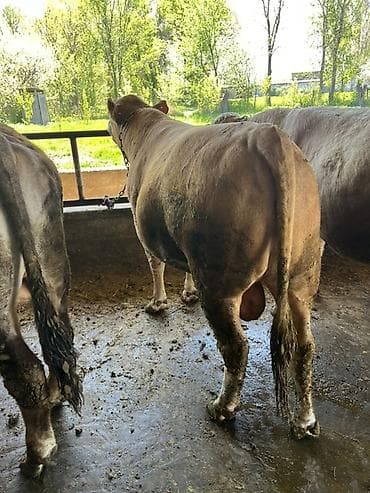 ангус бык: Продаю | Бык (самец) | Аулиекольская | На откорм, На забой, Для разведения | Привязанные — 2