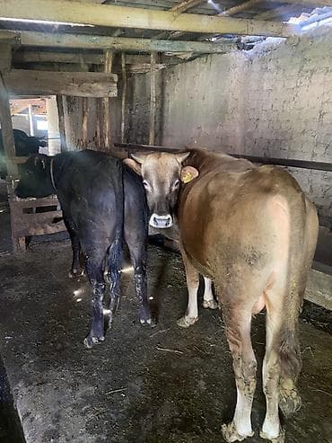 уй музо: Продаю | Бык (самец) | Ангус, Алатауская | На откорм | Племенные, Привязанные — 5