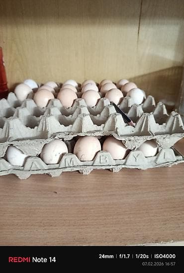 воздух для аквариума: Продаю | Инкубационные яйца | Суссекс | Для разведения — 5