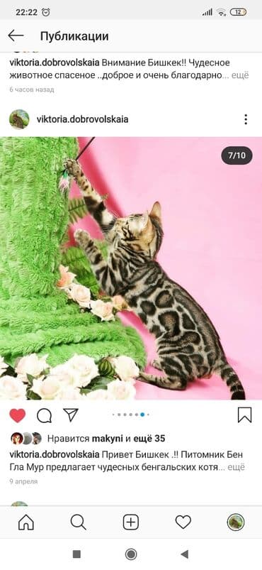 купить породистых котят: Красивейшие бенгальские котята .вырастают вот такими красавцами очень — 19