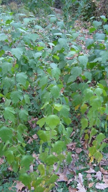 сколько стоят гипсофилы: Саженцы деревьев — 3