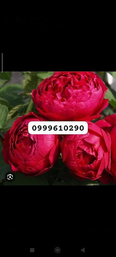 балдарга кийим: Көчөттөр гүлдүн: Розалар, Акылуу жеткирүү — 2