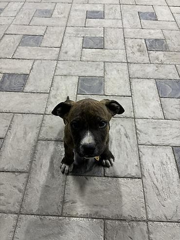 Питбуль, 2 месяца, Самец, С прививкой