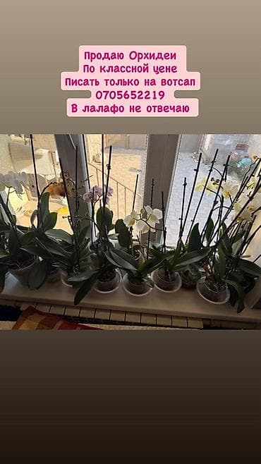 Кактусы: Орхидеи в горшках. - Разные окраски цветков: преимущественно белые — 1