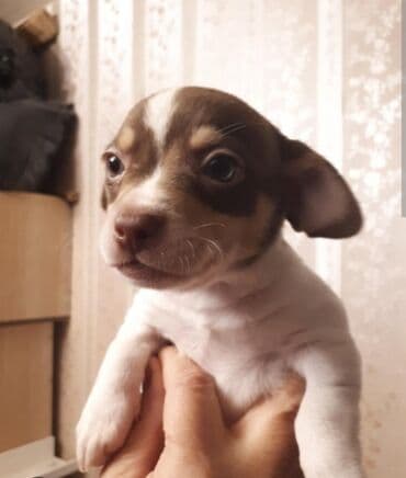 Ветеринар кызматы: 😍 СРОЧНО! 🐾 Только сегодня и завтра! Если вы очень мечтаете кому-то — 3