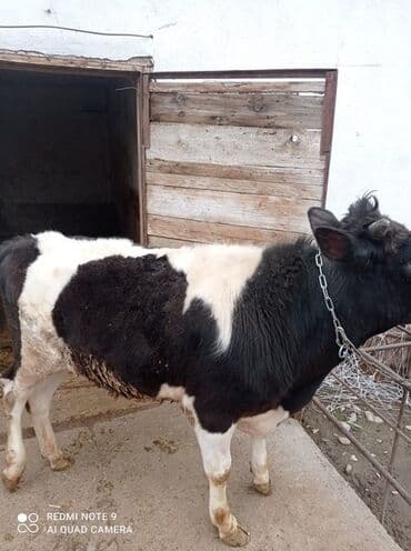 Грызуны: Продаю | Бык (самец) — 4