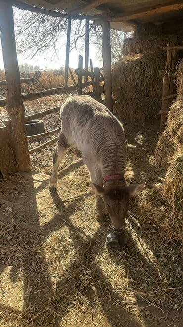 возьму даром собаку: Продаю | Музоо, торпок | Для разведения | Привязанные — 2