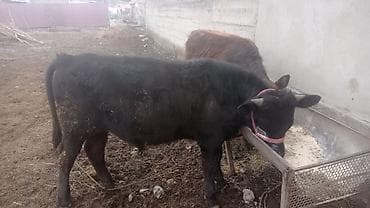 охотничии собаки: Продаю | Бык (самец) | Полукровка | На откорм — 2