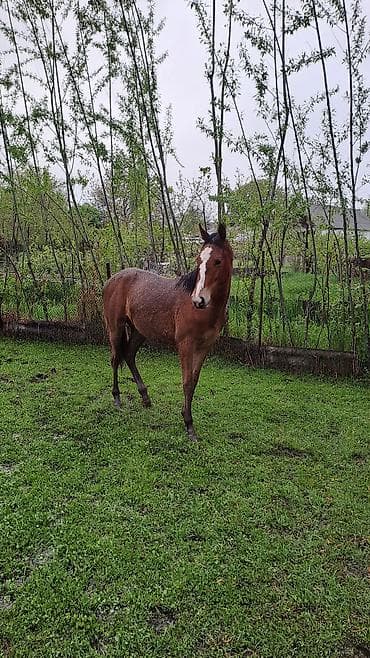 парода уйлар: Продаю | Жеребенок | Английская | Конный спорт | Племенные — 2