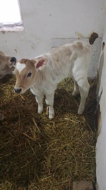 козу сатылат бишкек: Сатам | Бука (эркек) | Бордоп семиртүү үчүн | Жасалма уруктандырылган — 2