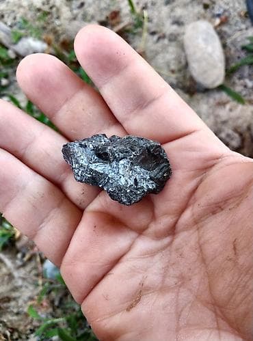 баран живой: Срочно продам — 1